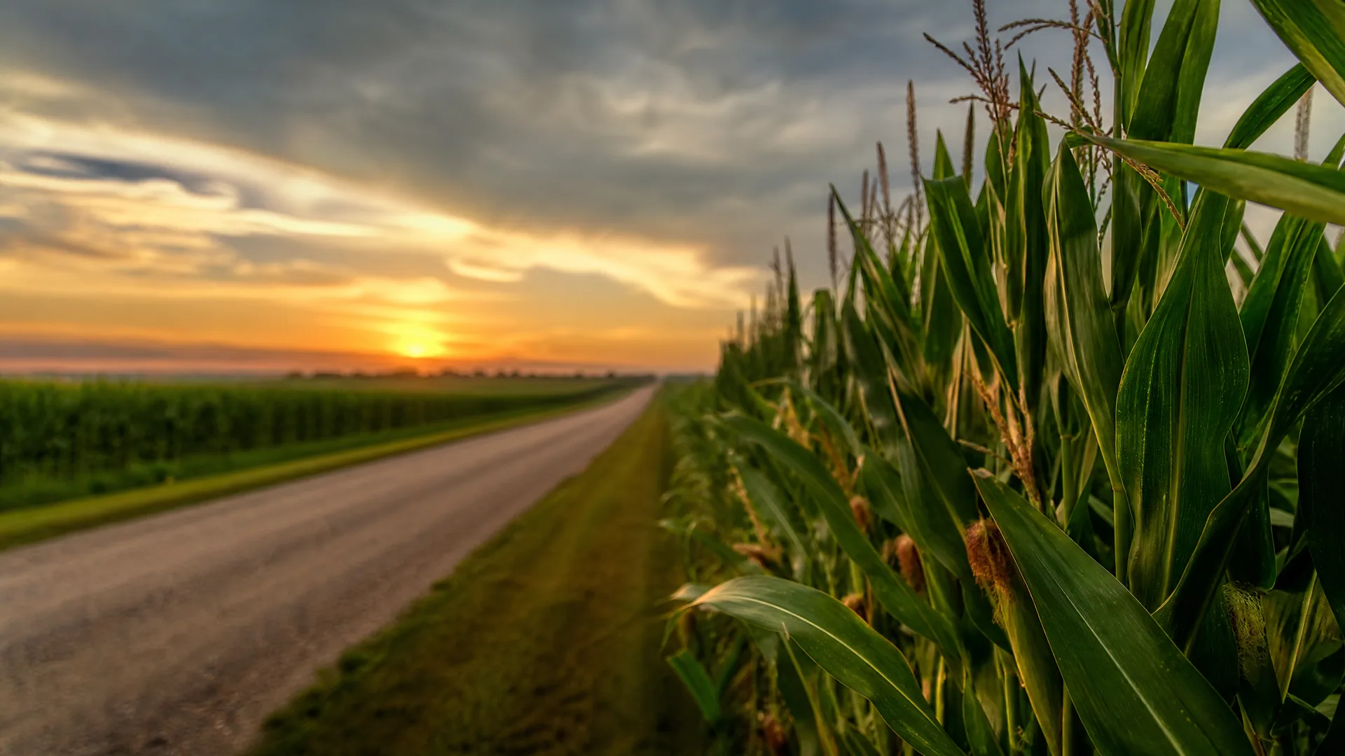 A paved rural road runs toward the horizon at sunset between fields of tall corn, with a close-up of corn stalks and leaves filling the right side of the frame under a cloudy orange sky.